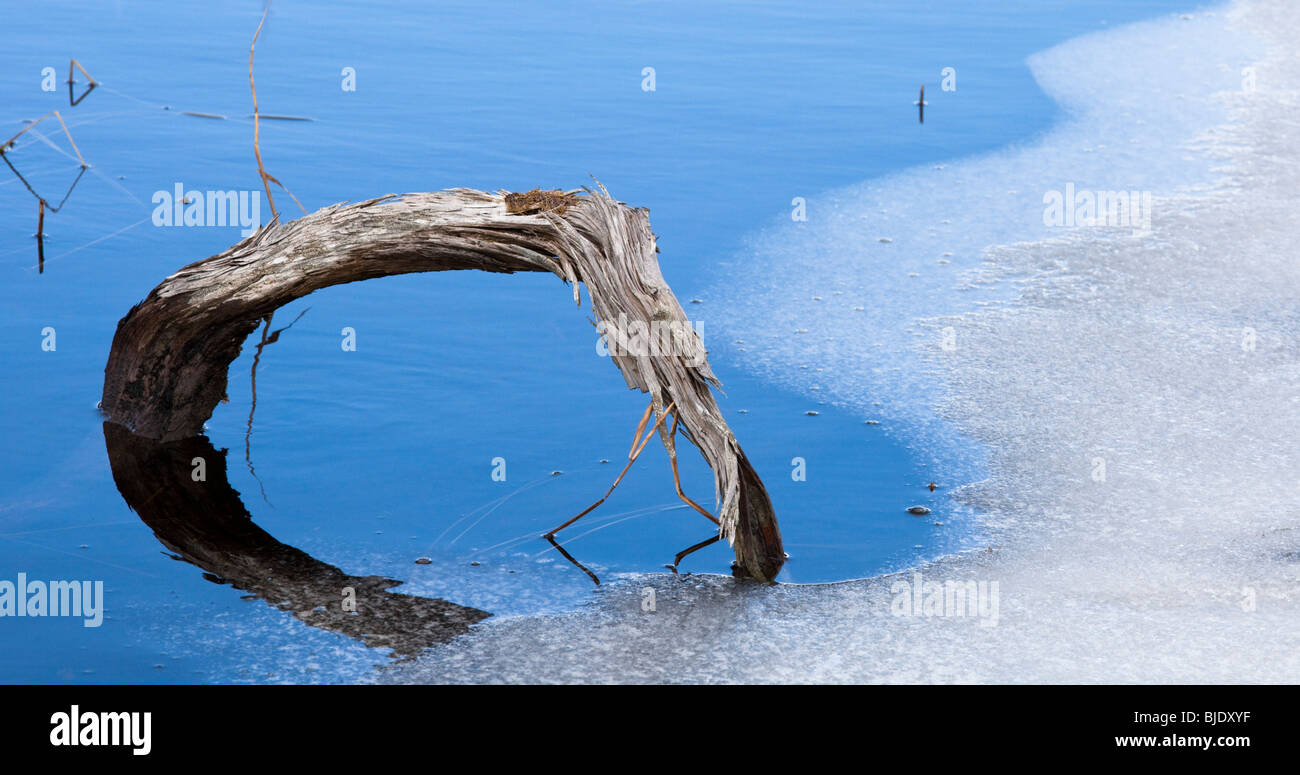 Stick and melting ice in blue reflections at Loch an Eileen, near Aviemore Stock Photo