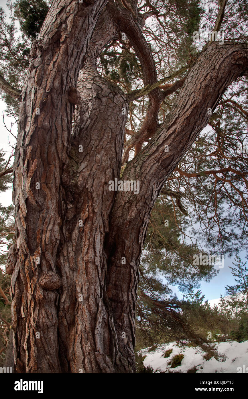 An old twisted scots pine tree hi-res stock photography and images - Alamy