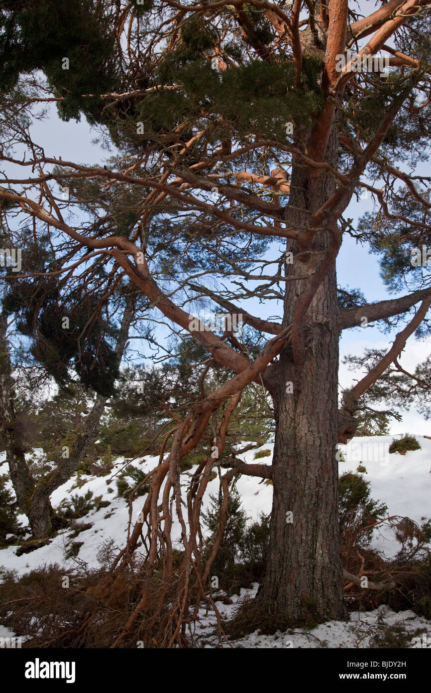 An incredible amount of snow damage on the old Scots Pine and Juniper trees with the weight of this years snowfall. Stock Photo
