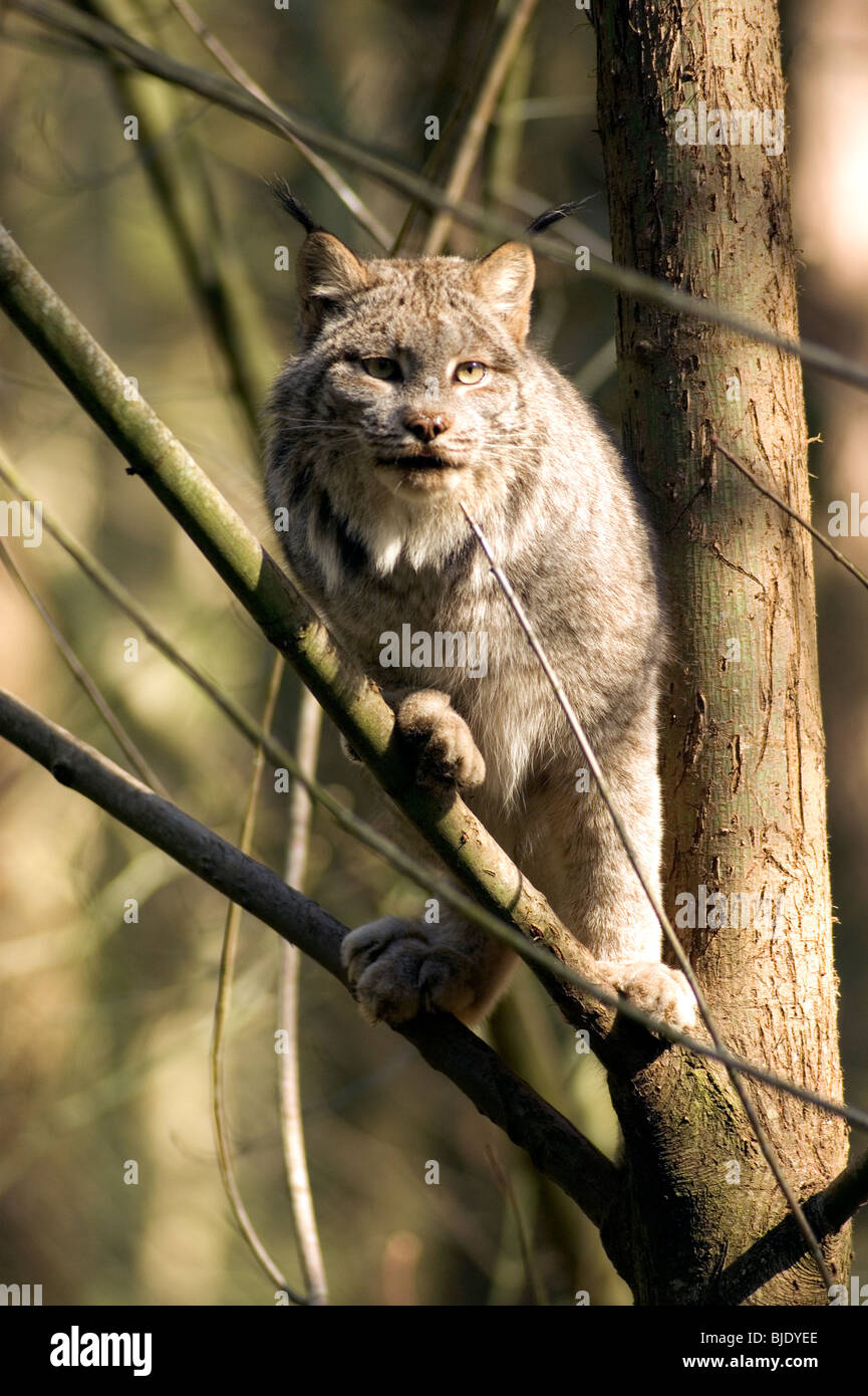 North American Lynx Stock Photo