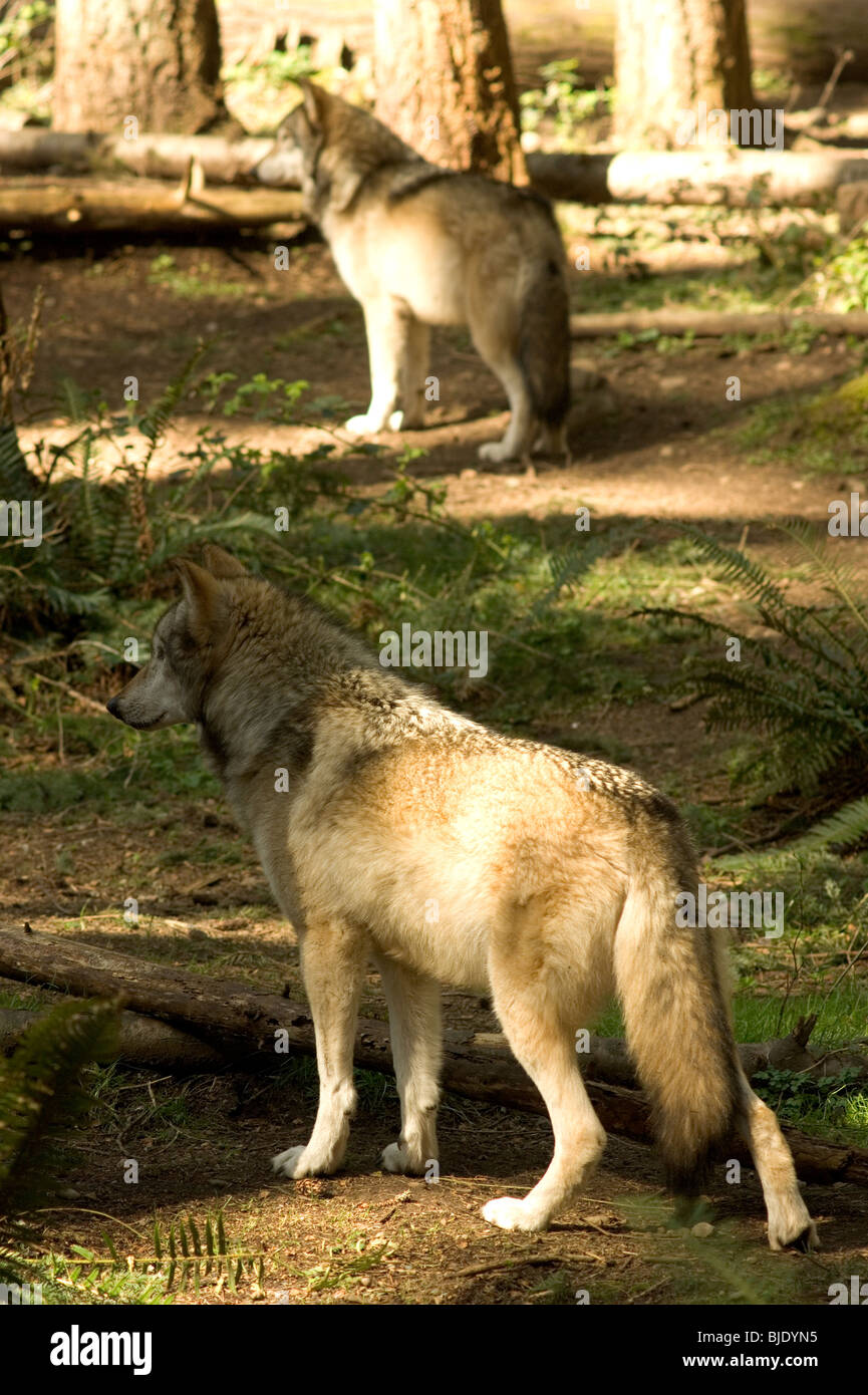 Timber Wolves Size North American Timber Wolf Size