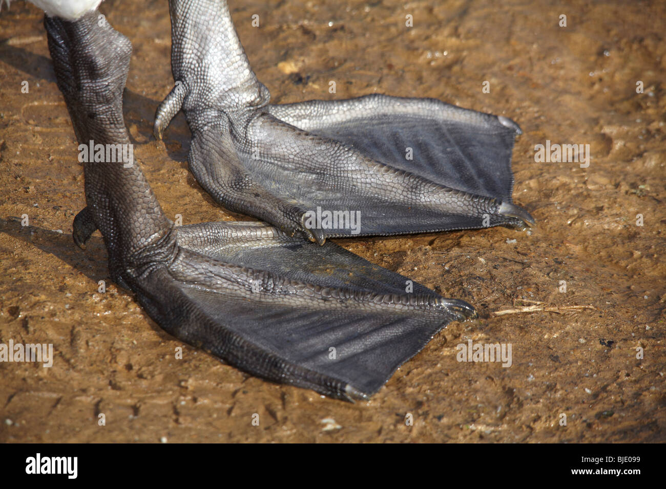Mute swan (cygnus olor) webbed feet Stock Photo 28581765 Alamy