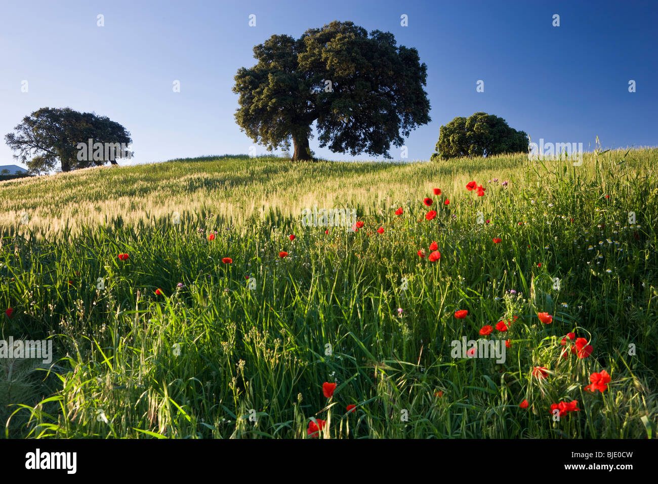 Wild flowers in field, spring, nr Olvera, Andalucia, Spain Stock Photo