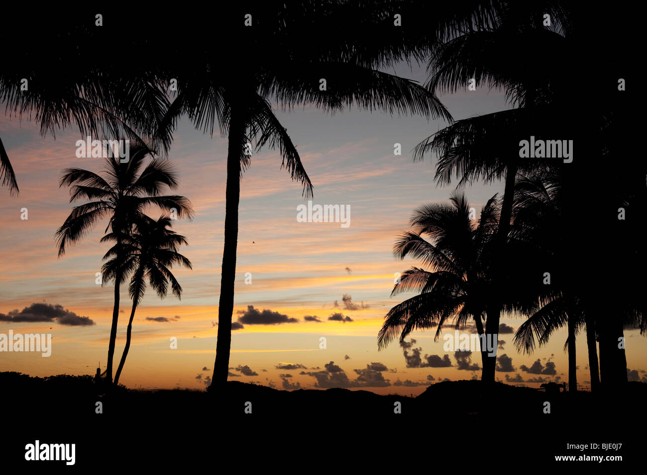 Usa. Florida. Miami Beach. Ocean Drive. Lummus Park at sunrise. Stock Photo
