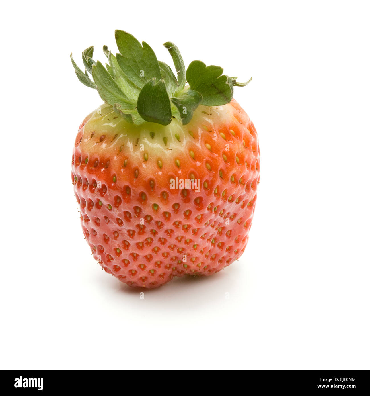 Large Spanish Ripening Strawberry from low viewpoint isolated against