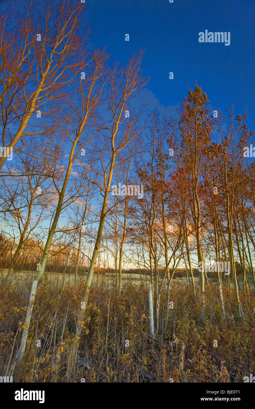 Autumn Foliage at Last Light, Alberta, Canada Stock Photo Alamy