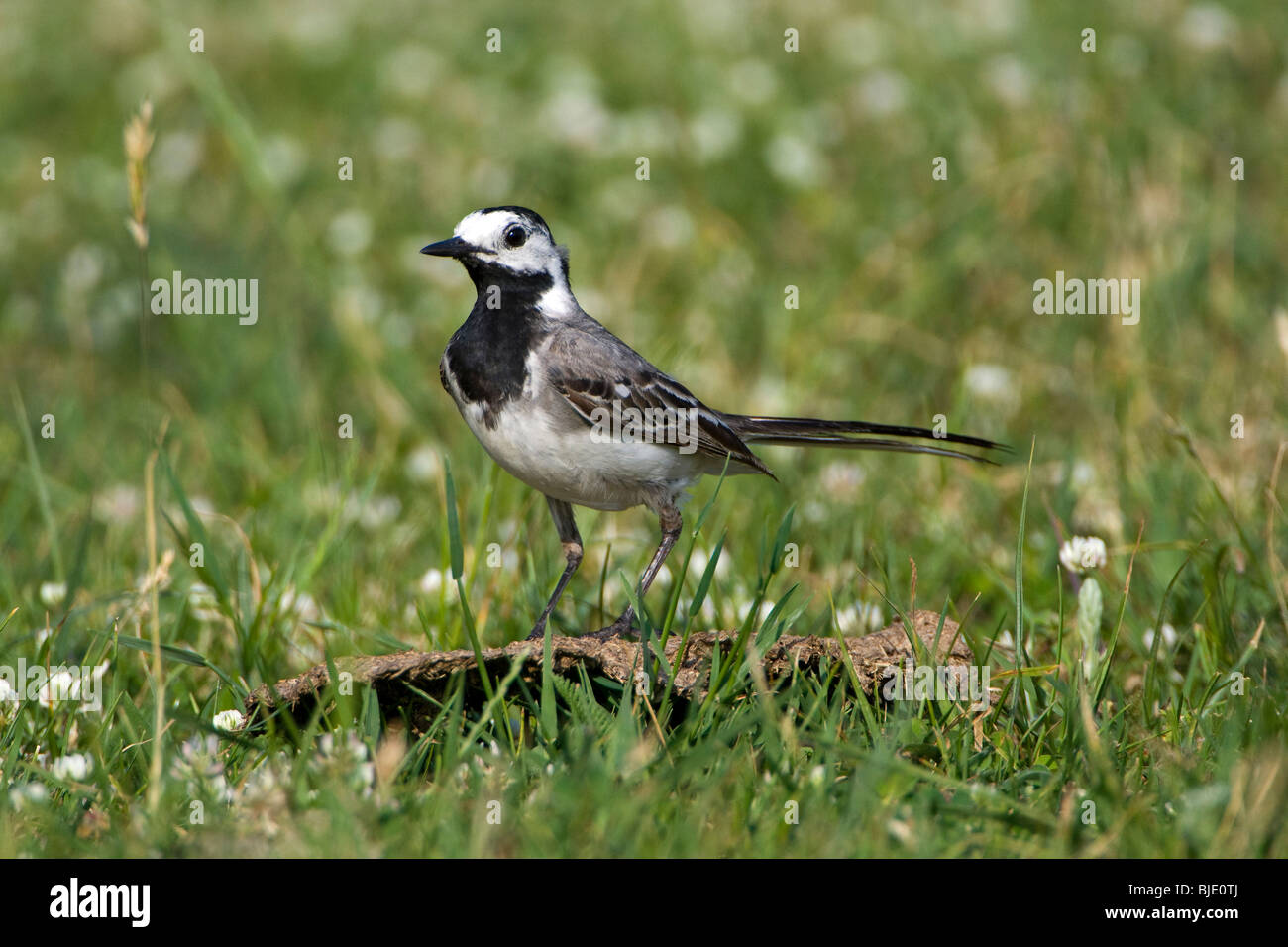 White Wagtail (Motacilla alba) in grass field Stock Photo