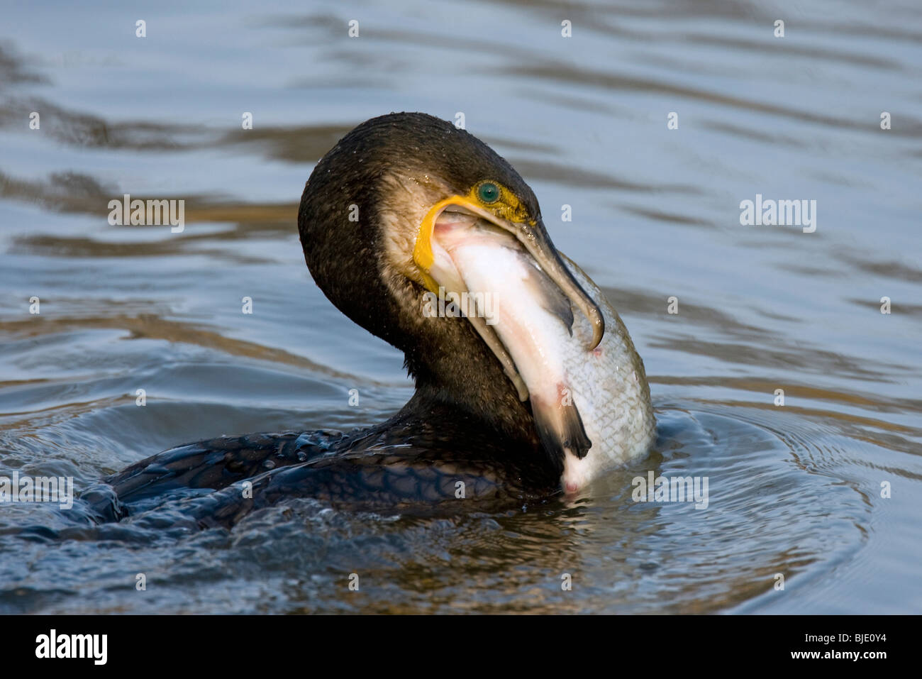 Great cormorant (Phalacrocorax carbo) fishing and catching a Silver bream fish (Blicca bjoerkna) in lake Stock Photo