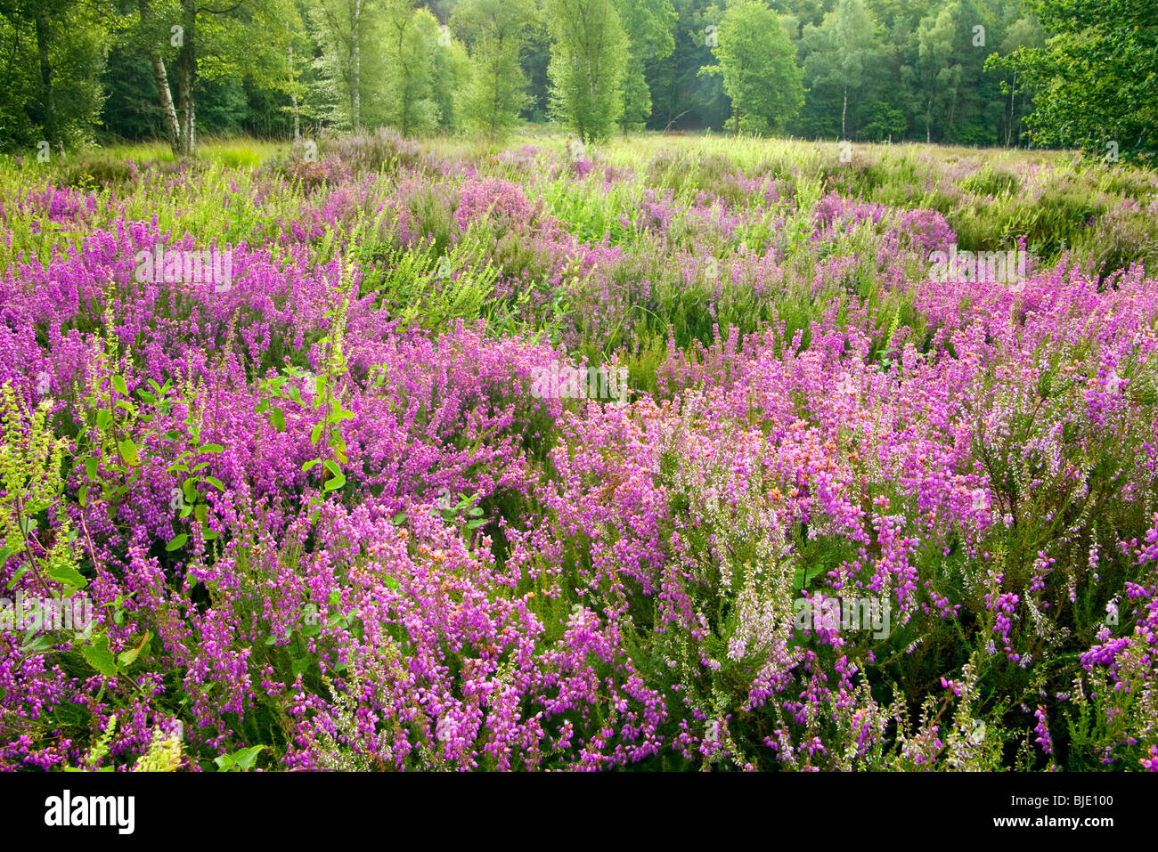 Heath with Bell heather (Erica cinerea) and Wood Sage (Teucrium scorodonia) in the Beisbroek estate, Belgium Stock Photo