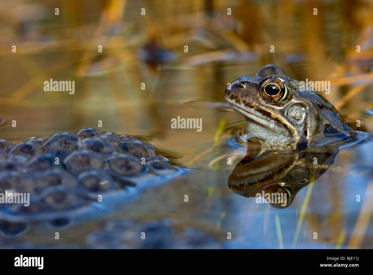 Common frog (Rana temporaria) guarding his frog spawn in a garden pond, Belgium Stock Photo