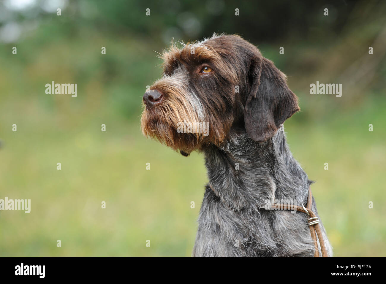 Cesky fousek dog portrait Stock Photo