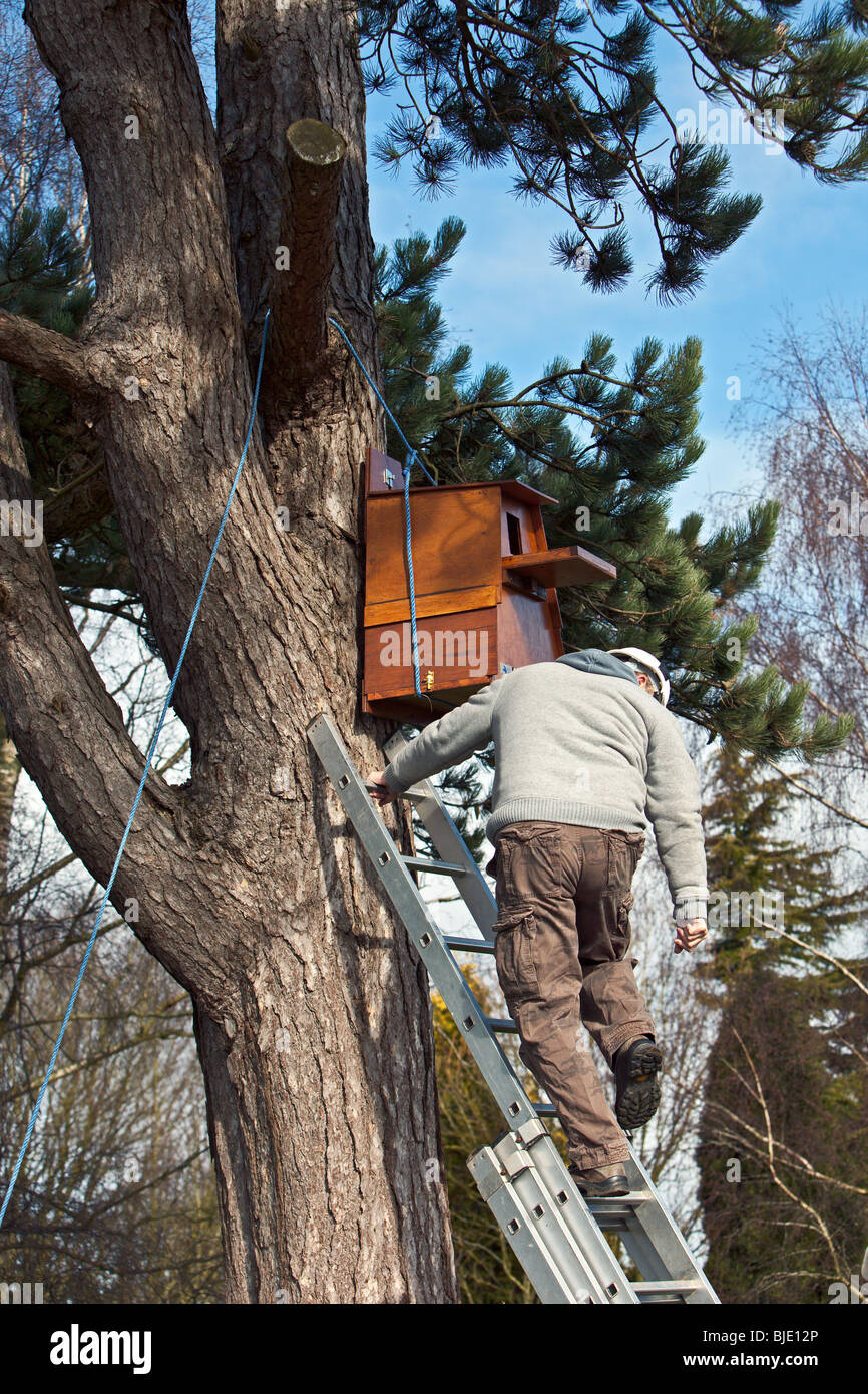 Hawk and Owl trust member fitting a Barn Owl Nest box to a pine tree Stock Photo
