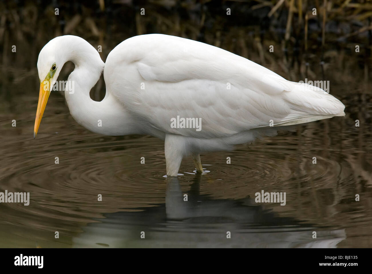 Great white egret (Casmerodius albus / Ardea alba) hunting fish in creek, Zeeland, the Netherlands Stock Photo