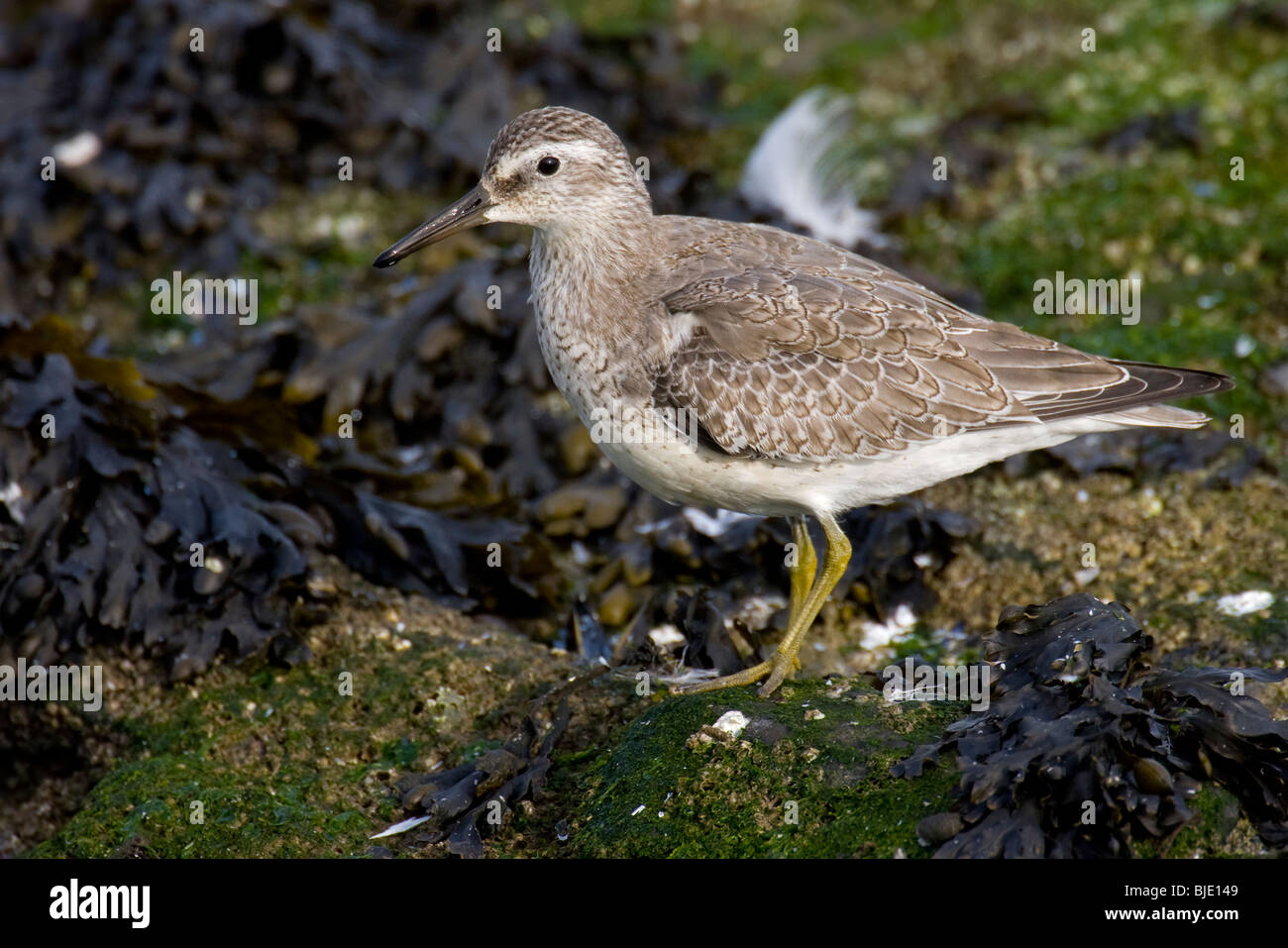 Red knot (Calidris canutus) in winter plumage among seaweed, Zeeland, the Netherlands Stock Photo