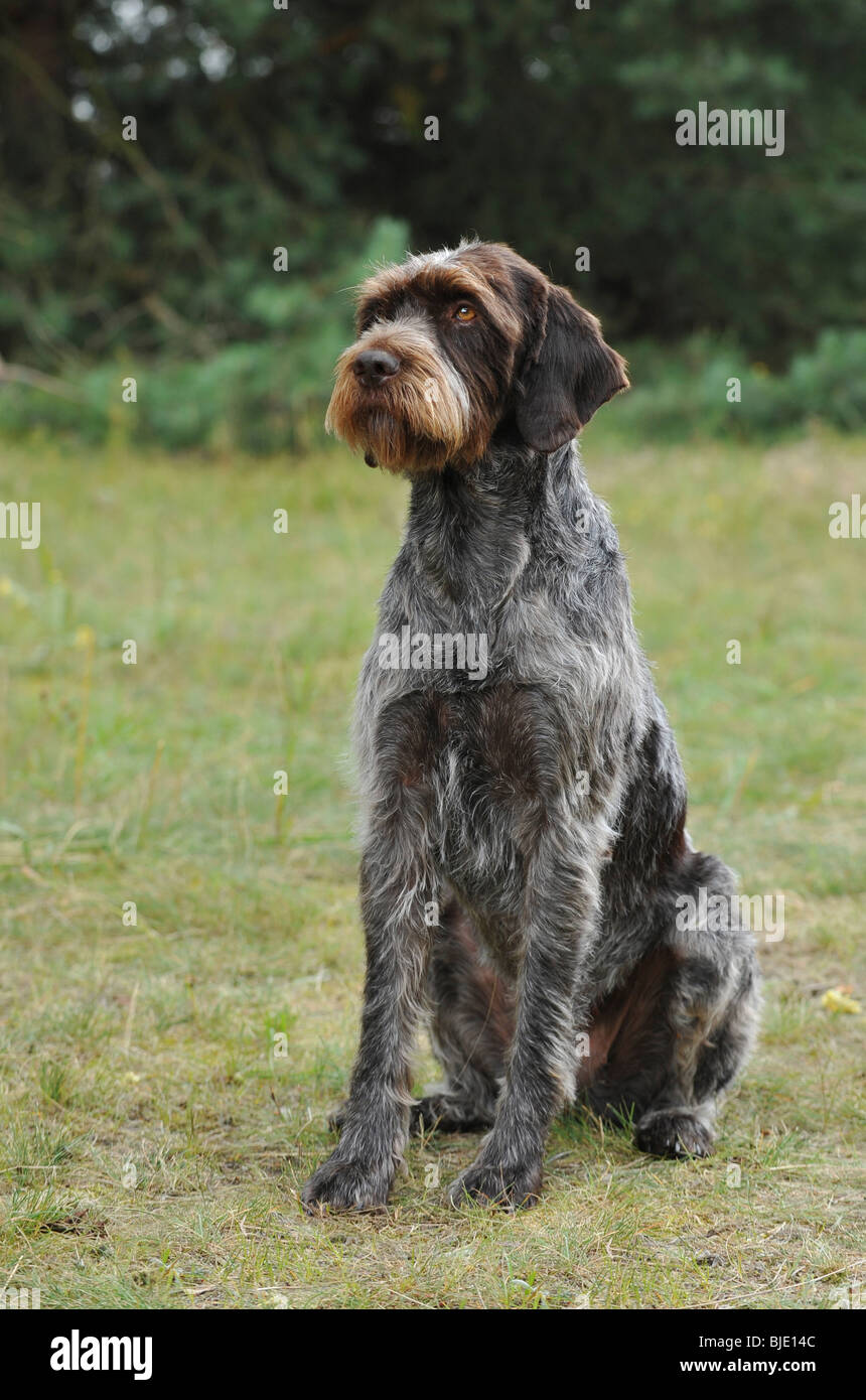 Cesky fousek dog portrait Stock Photo - Alamy