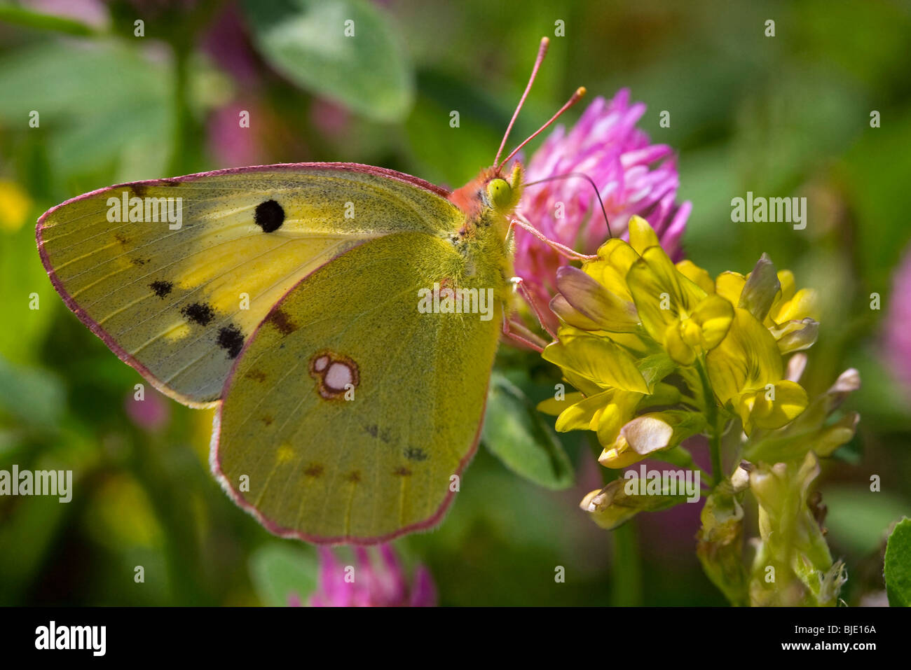 Pale clouded yellow (Colias hyale) on Medicago falcata (Sickle medic) in meadow, France Stock Photo