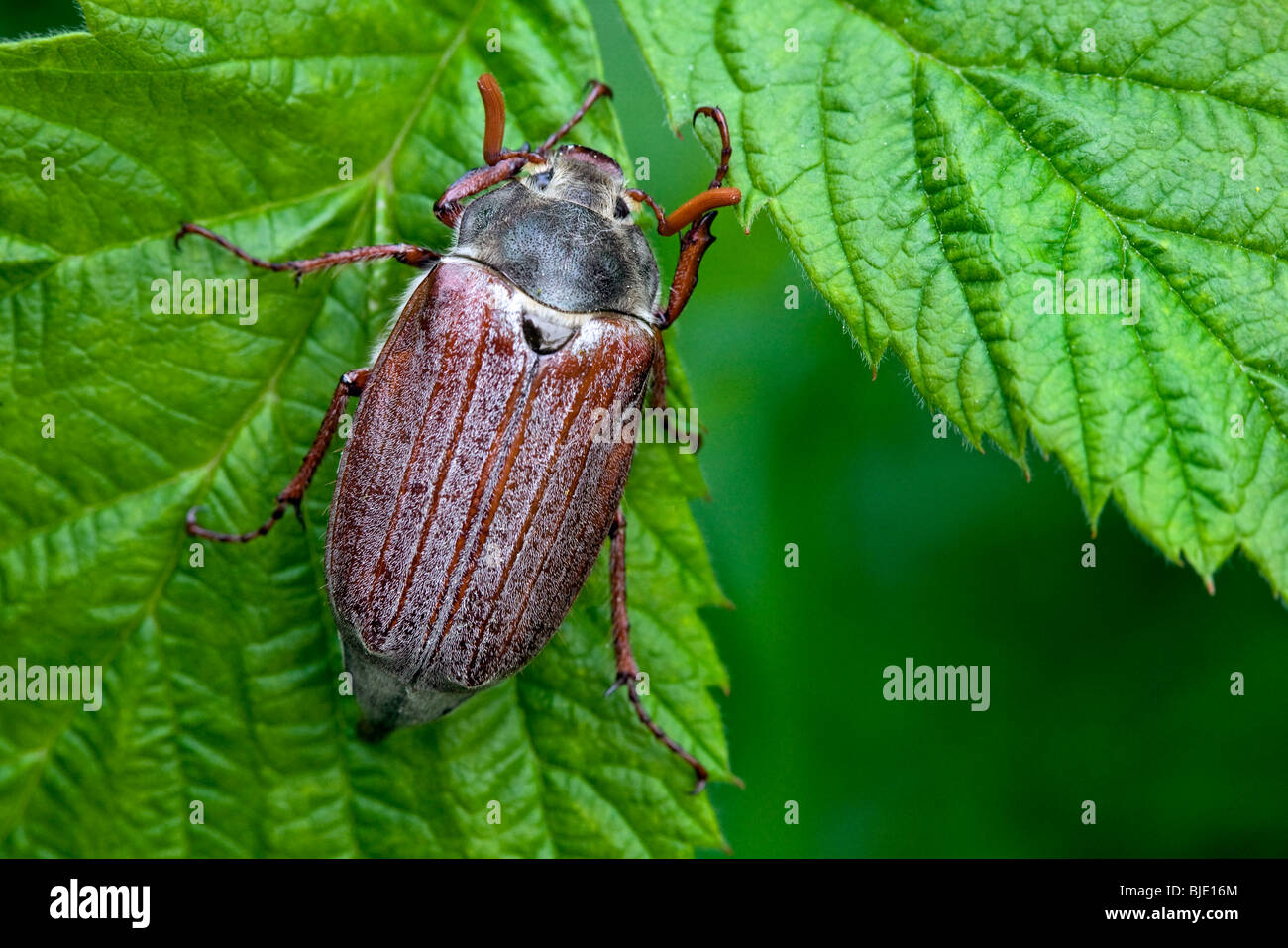 Common cockchafer (Melolontha melolontha) on leaf, Belgium, Europe Stock Photo