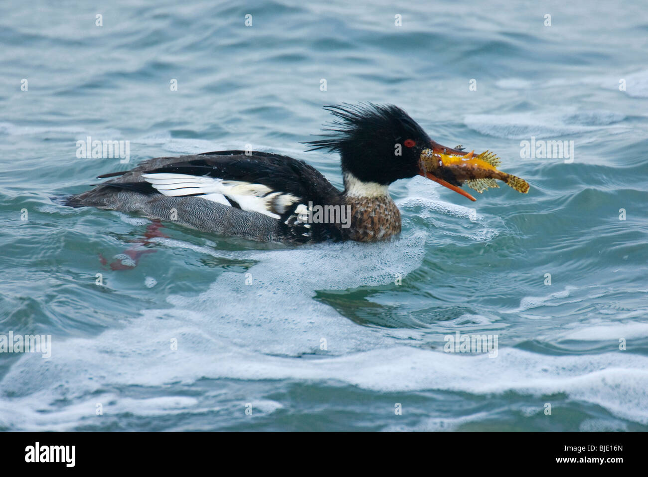 Red-breasted merganser (Mergus serrator) swallowing catch, a Father lasher (Myoxocephalus scorpius) at sea, the Netherlands Stock Photo