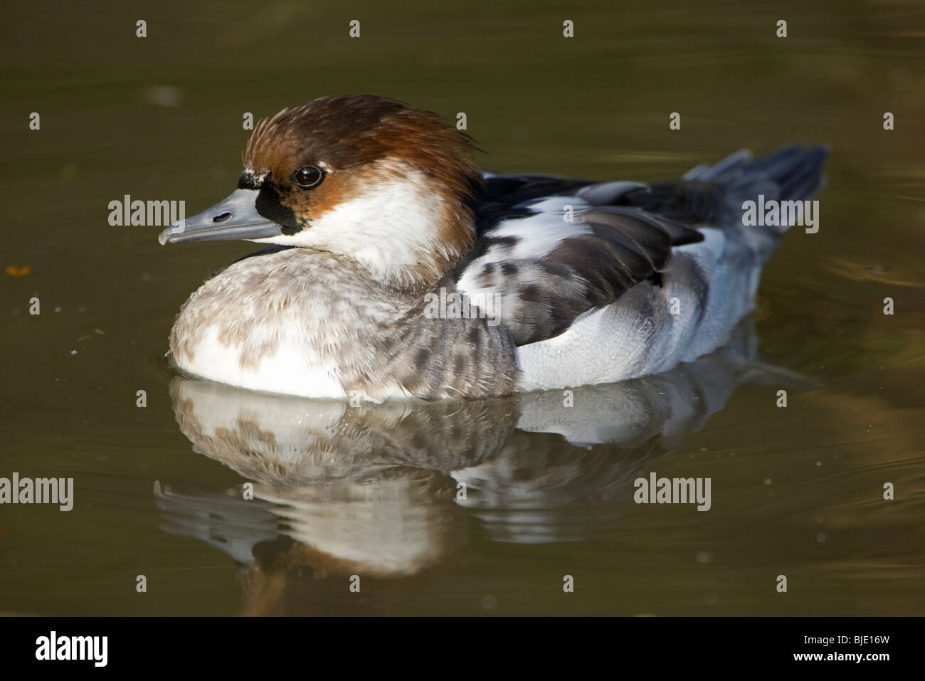 Young male Smew (Mergus albellus) swimming in a pond, England, Europe Stock Photo