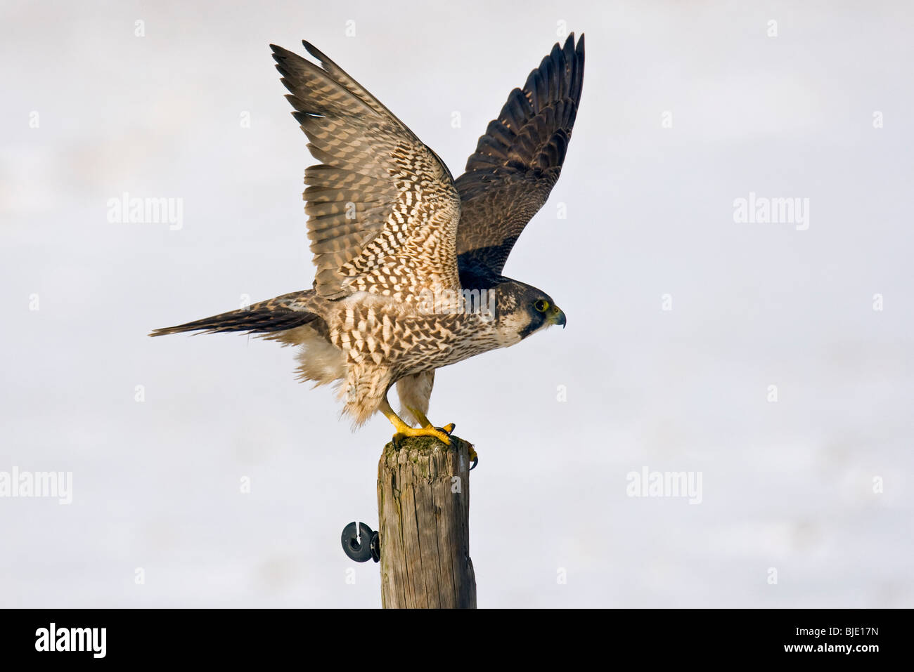 Young male Peregrine falcon (Falco peregrinus) taking off from pole to hunt in meadow in the snow in winter, Uitkerke, Belgium Stock Photo