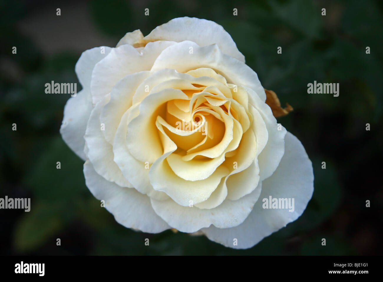Gen Roses Garden Rose close up Stock Photo - Alamy
