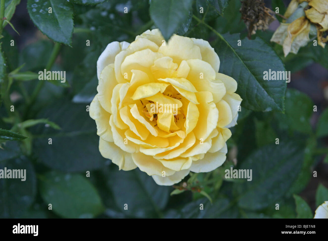 Gen Roses Garden Rose close up Stock Photo - Alamy