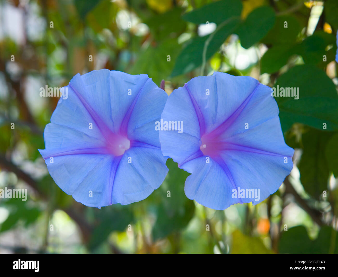 Hyères, Provence, France. Flowers of Morning glory (Ipomoea tricolor). Stock Photo