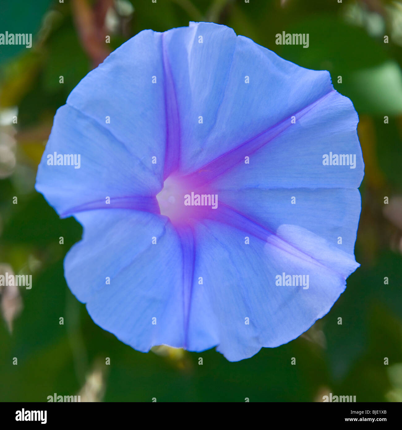 Hyères, Provence, France. Flower of Morning glory (Ipomoea tricolor). Stock Photo
