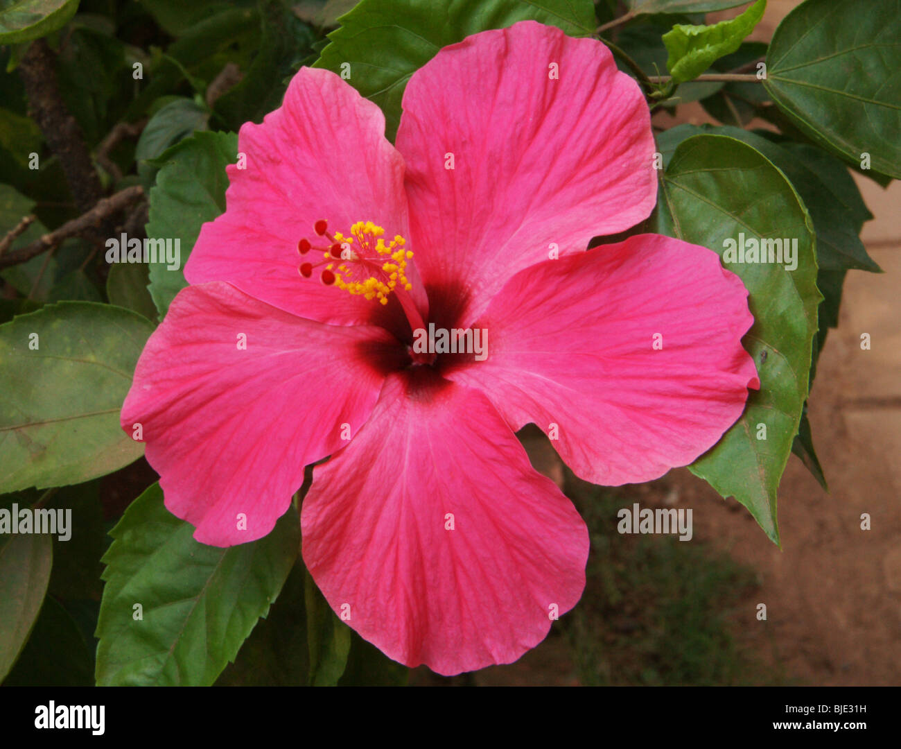 hibiscus, genus of flowering plants in the mallow family, Malvaceae. Stock Photo