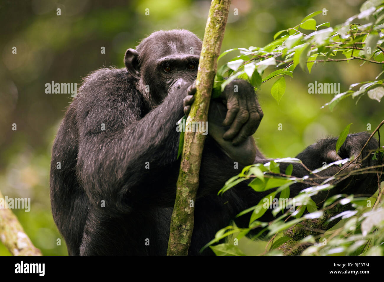 Wild adult beta-male chimpanzee, 'Hatari', sitting on low vines. Primate, pan troglodytes, Kyambura Gorge, Uganda Stock Photo