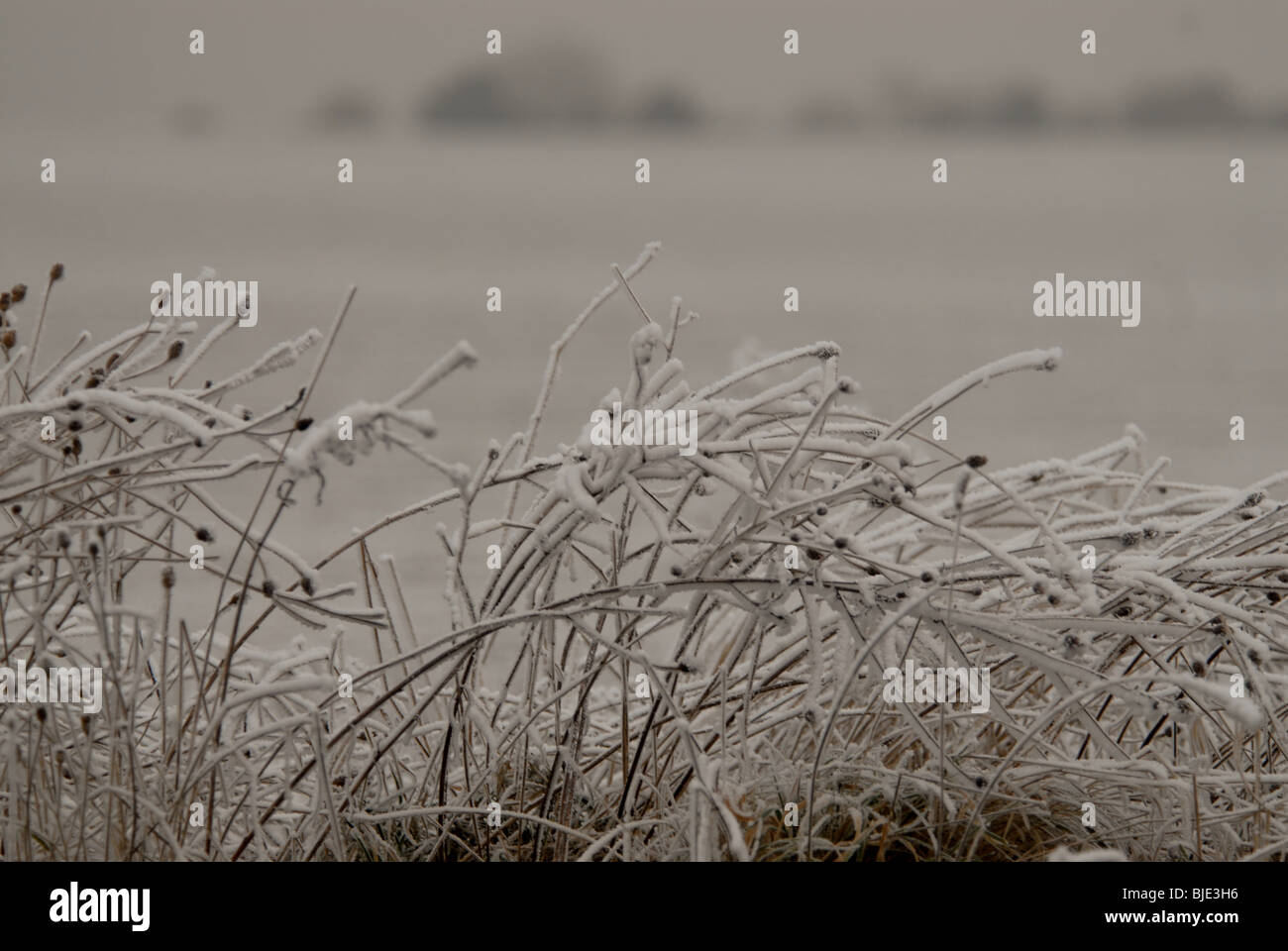 Frost on plants at edge of field on cold, winter morning. Stock Photo
