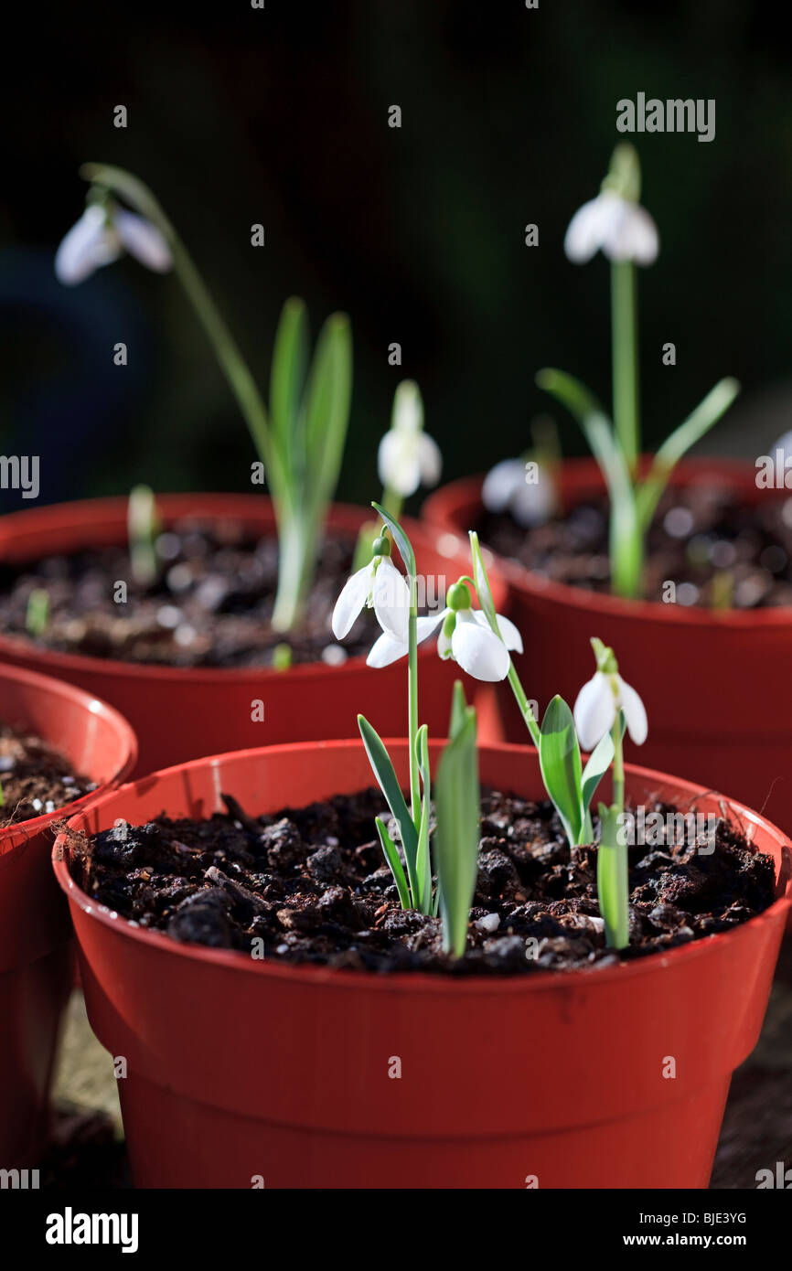 Galanthus hi-res stock photography and images - Alamy