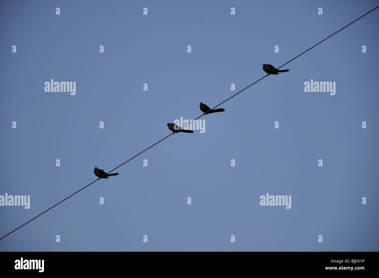 Birds on wire Stock Photo Alamy