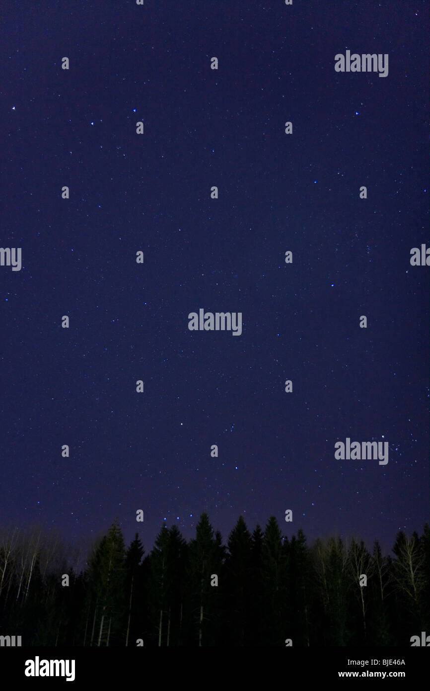 Stars on a clear, dark blue, night sky. Silhuette of woods in the bottom. Stock Photo