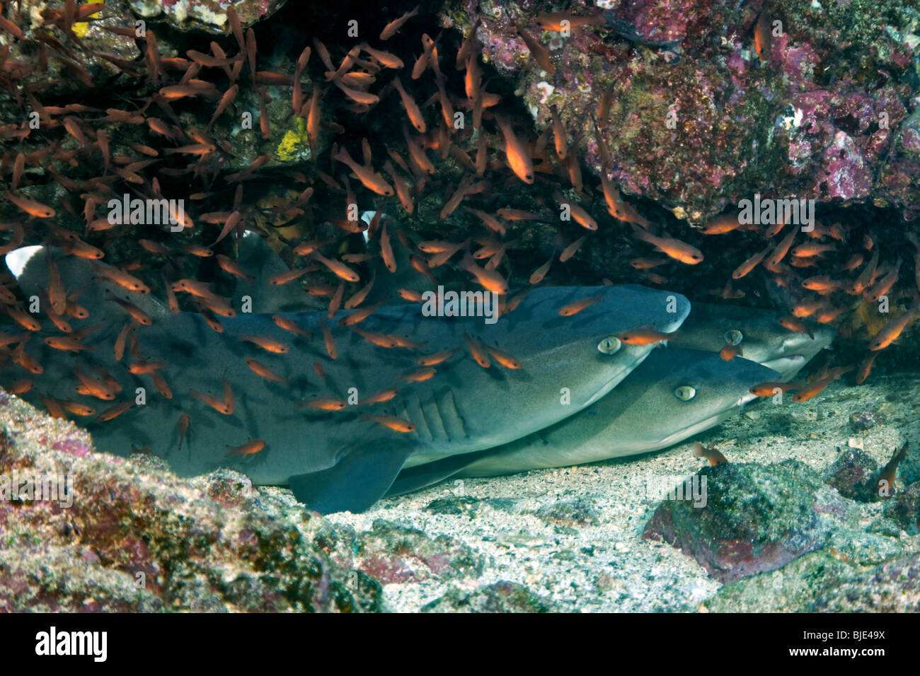Three white tip reef sharks rest in a cave in the underwater reef at Mosquita Island in the Galapago Archipelago. Stock Photo