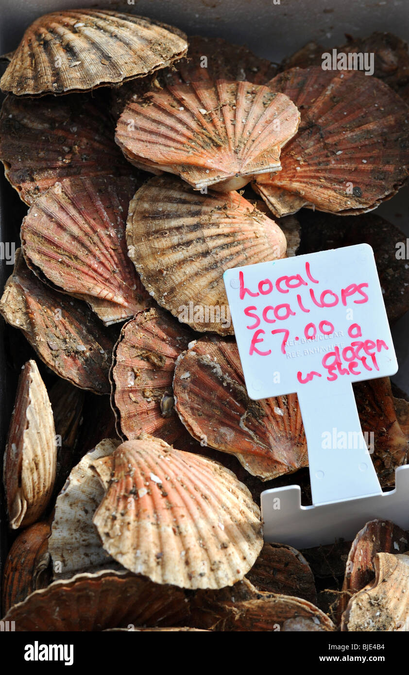 A box of fresh scallops in their shells shellfish for sale Brighton UK