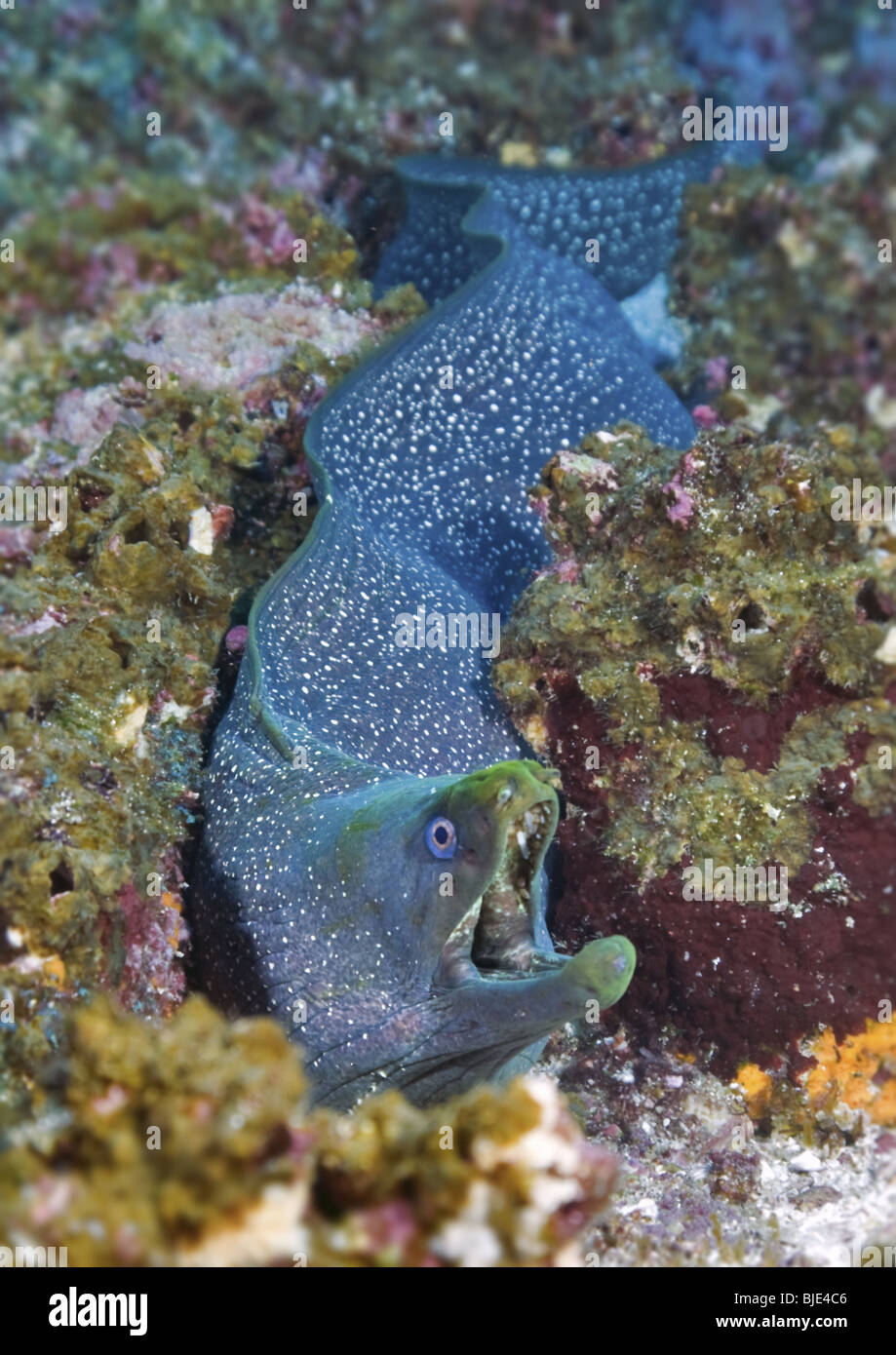 A Galápagos Moray Eel roams the underwater reef near his home at Wolf Island in the Galapagos Archipelago. Stock Photo