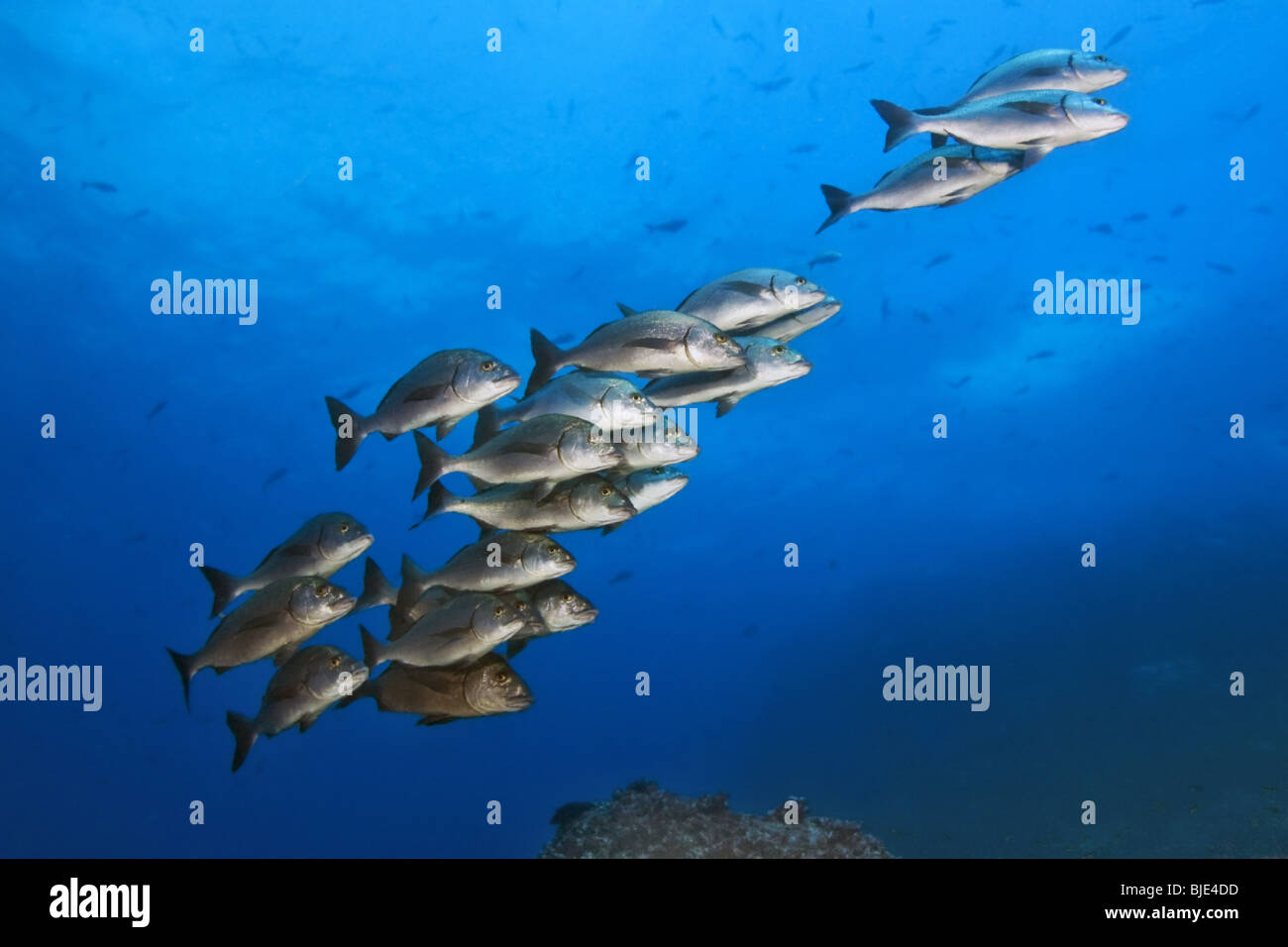 A group of Jackfish hang in the humboldt current by the reef edge in the Galapagos Archipelago. Stock Photo