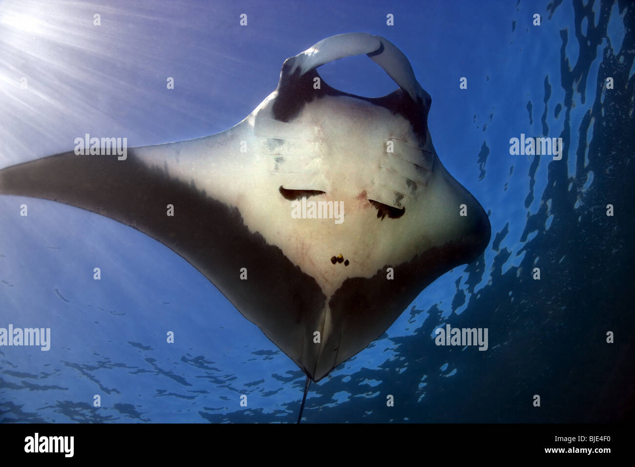 Underside view of a Giant Manta Ray gliding by dappled blue surface water illuminated by sunbeams in the Galapagos Archipelago Stock Photo