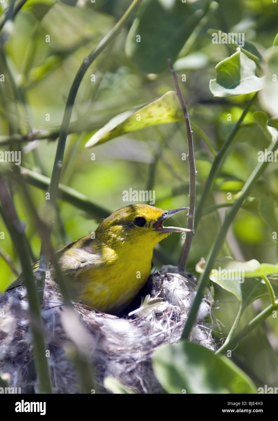 A Mangrove or Yellow Warbler calls from her nest near the Darwin Centre on Santa Cruz Island in The Galapagos Archipelago. Stock Photo
