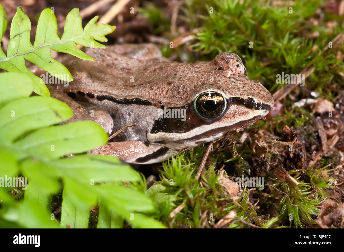 The wood frog, Rana sylvatica, is found throughout North America, from the southern Appalachians to the boreal forest. Stock Photo