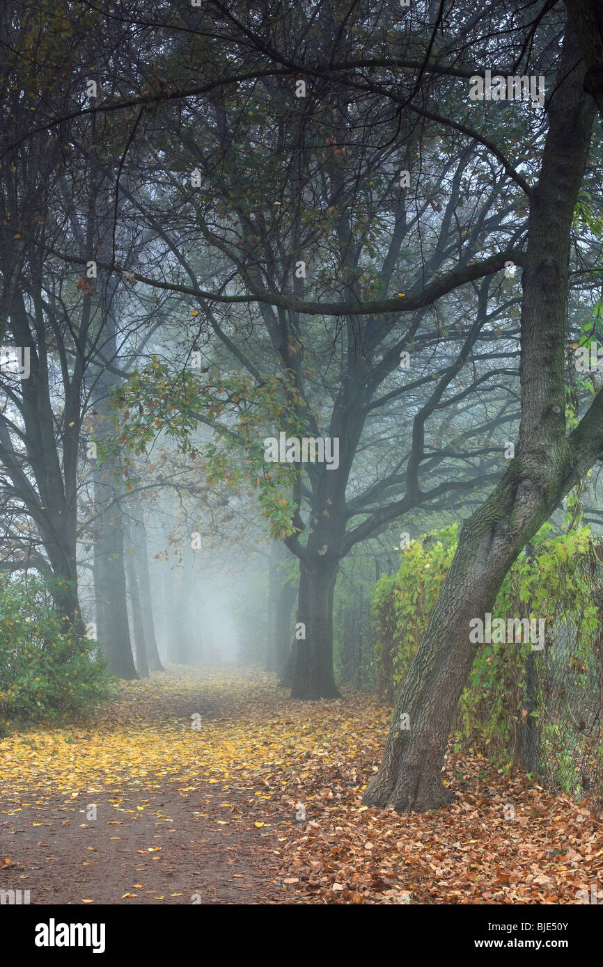 A park alley in the autumn morning fog Stock Photo