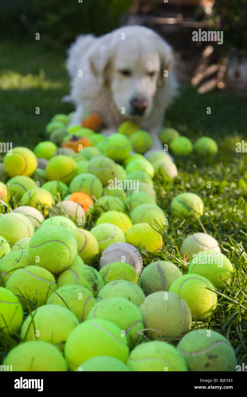 Golden retriever with tennisballs Stock Photo Alamy