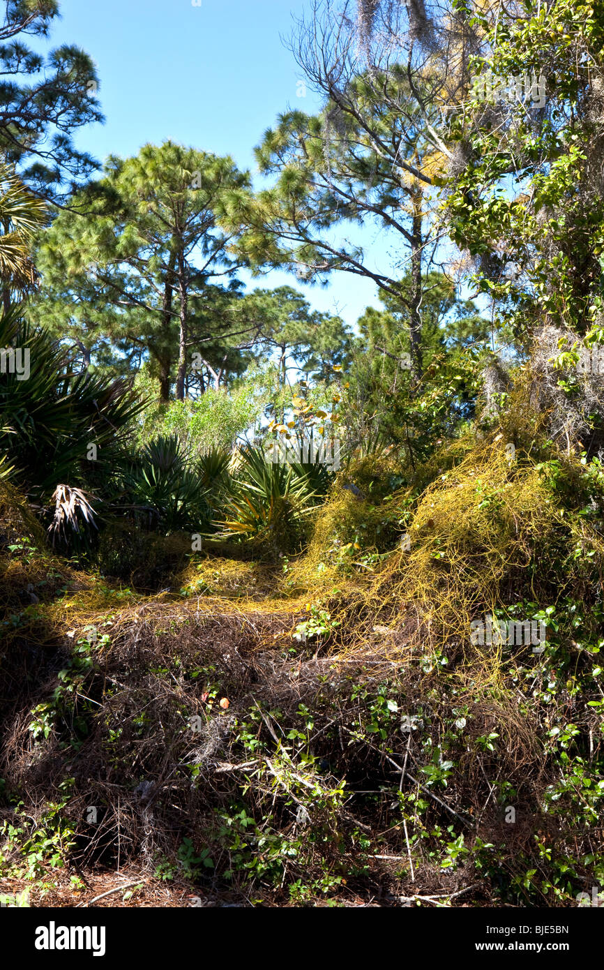 Pine Forest, Honeymoon Island State Park, Florida Stock Photo