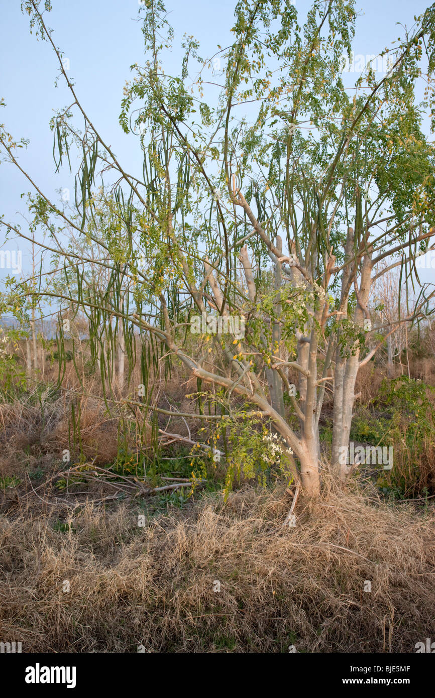 Moringa  'Moringa oleifera' tree bearing fruit Stock Photo