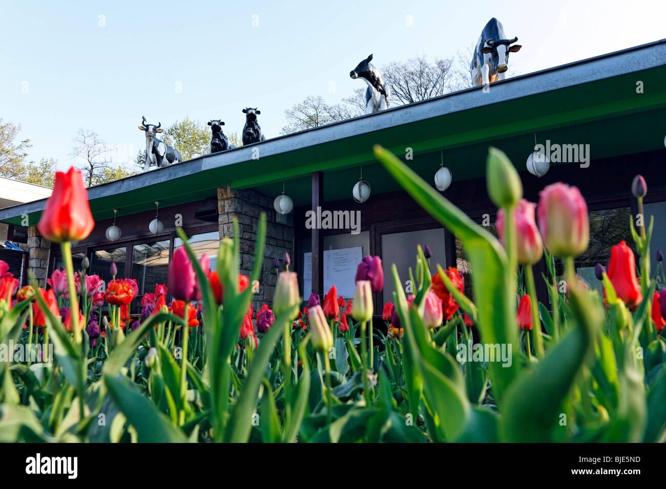 CowParade on the roof of Cafe Schoenbrunn, Volkspark Friedrichshain, Friedrichshain Public Park, Berlin, Germany, Europe Stock Photo