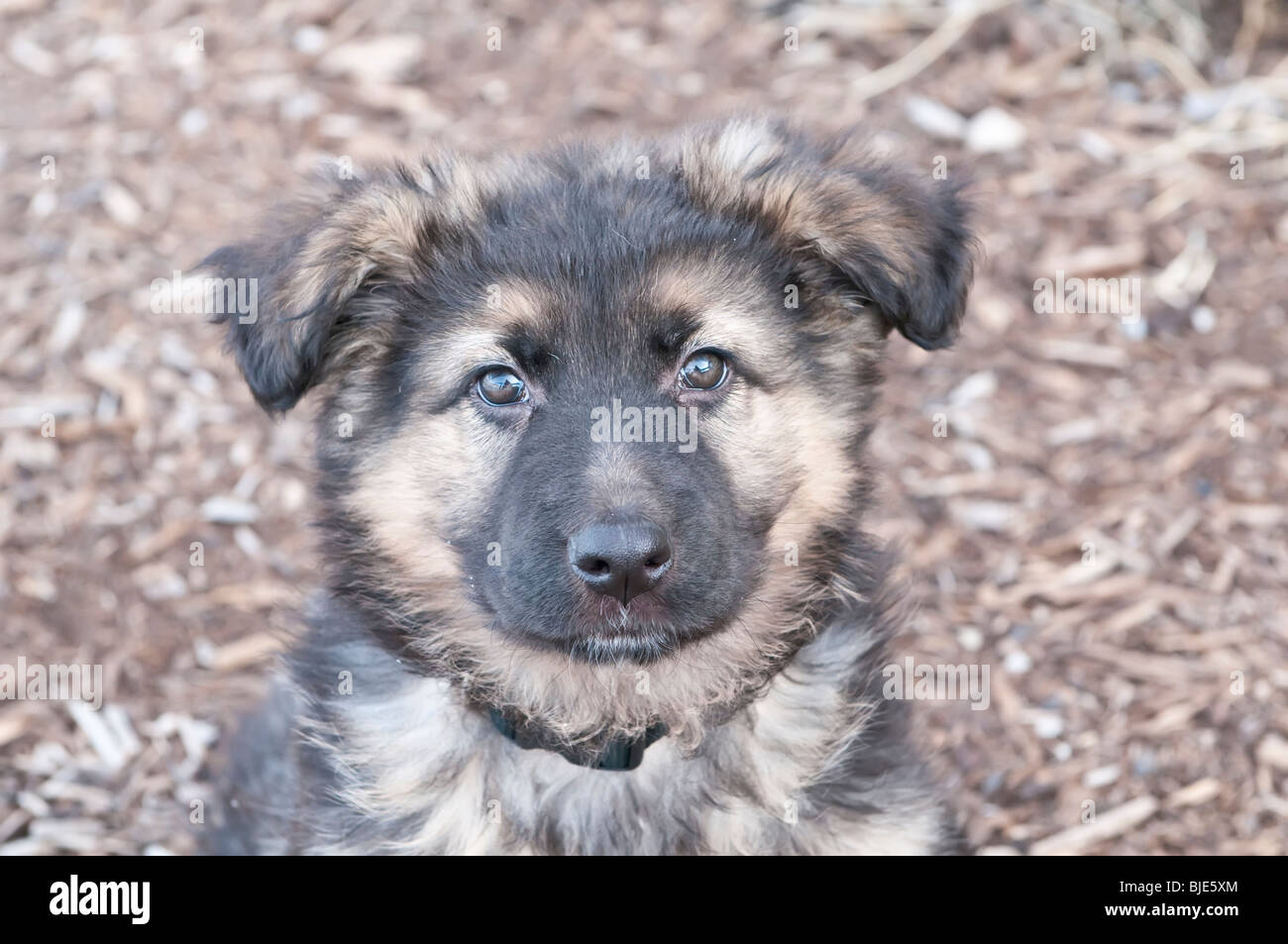 Can You Bathe A 9 Week Old Puppy