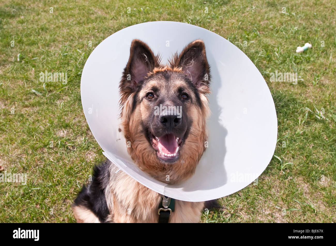 German shepherd, Canis lupus familiaris, wearing veterinary cone, Elizabethan collar/cone, 8