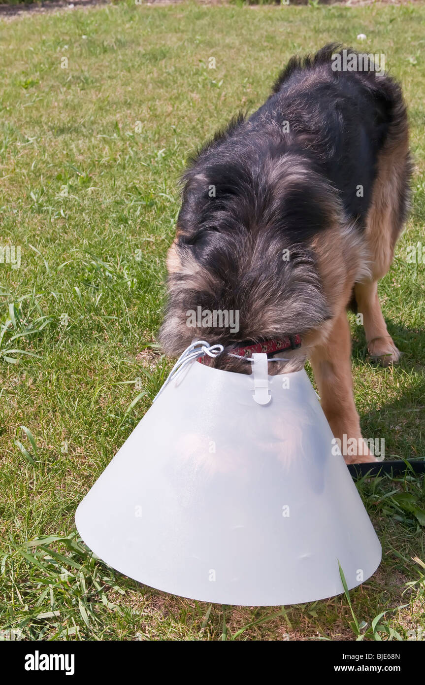 Dog Cone High Resolution Stock Photography and Images Alamy