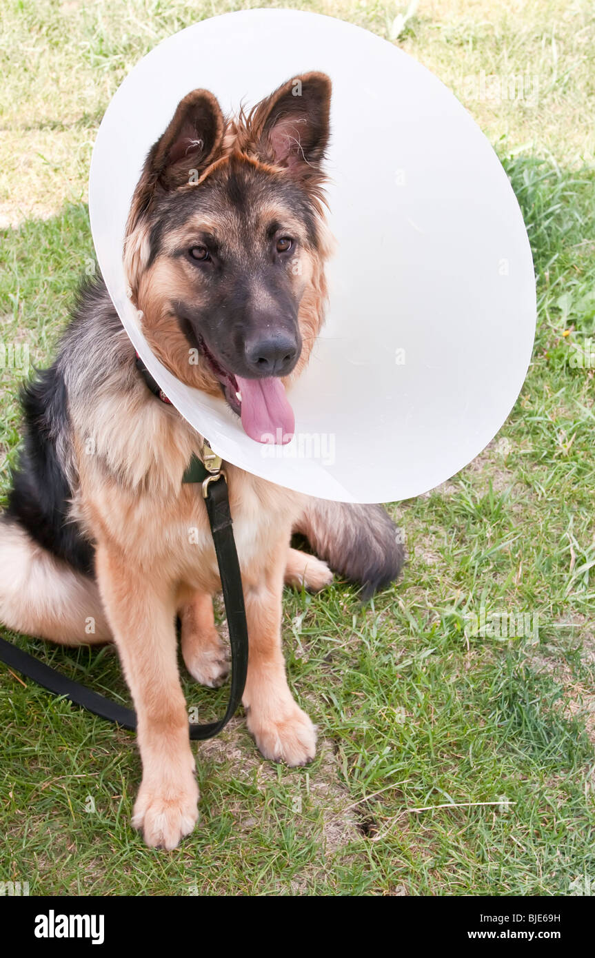 German shepherd, Canis lupus familiaris, wearing veterinary cone Stock